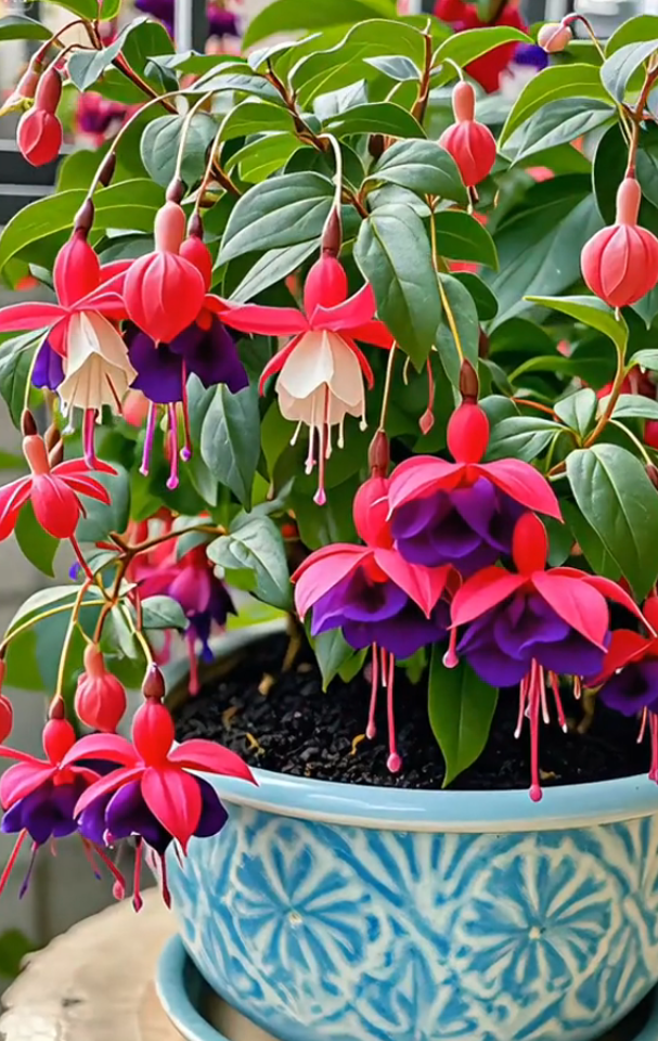 Fuchsia samen - Laternenblume