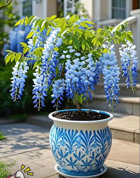 Wisteria seeds
