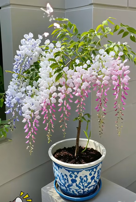 Wisteria seeds