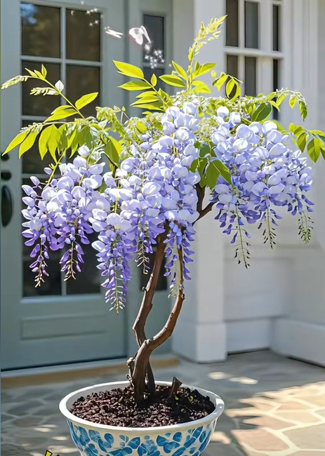 Wisteria seeds