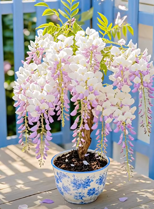 Wisteria seeds