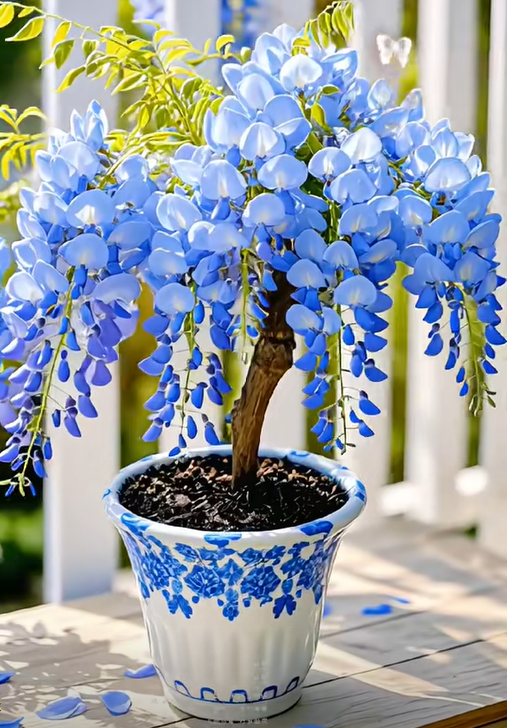 Wisteria seeds