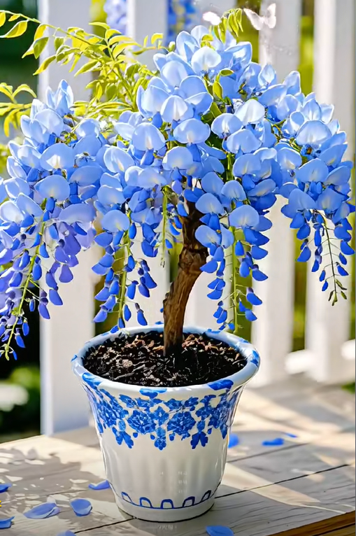 Wisteria seeds