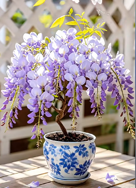 Wisteria seeds