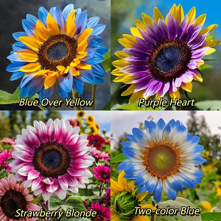 Midnight Blaze Sunflower Seeds