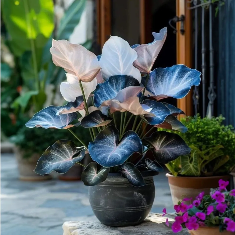 Rare Giant Tall Hosta Bulbs – Towering Elegance & Shade-Tolerant Beauty
