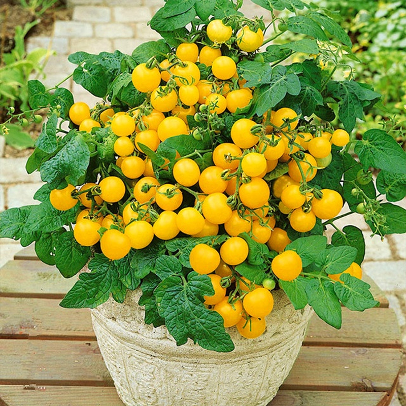 Dwarf Tomatos Seeds🍅Easy to Grow, Sweet Harvest