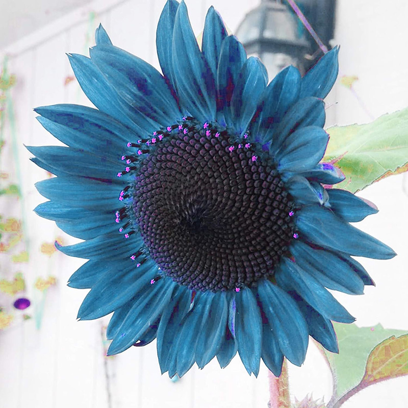 🔥Heißer Verkauf🚀Magische Sonnenblumenkerne🩷Super Rare