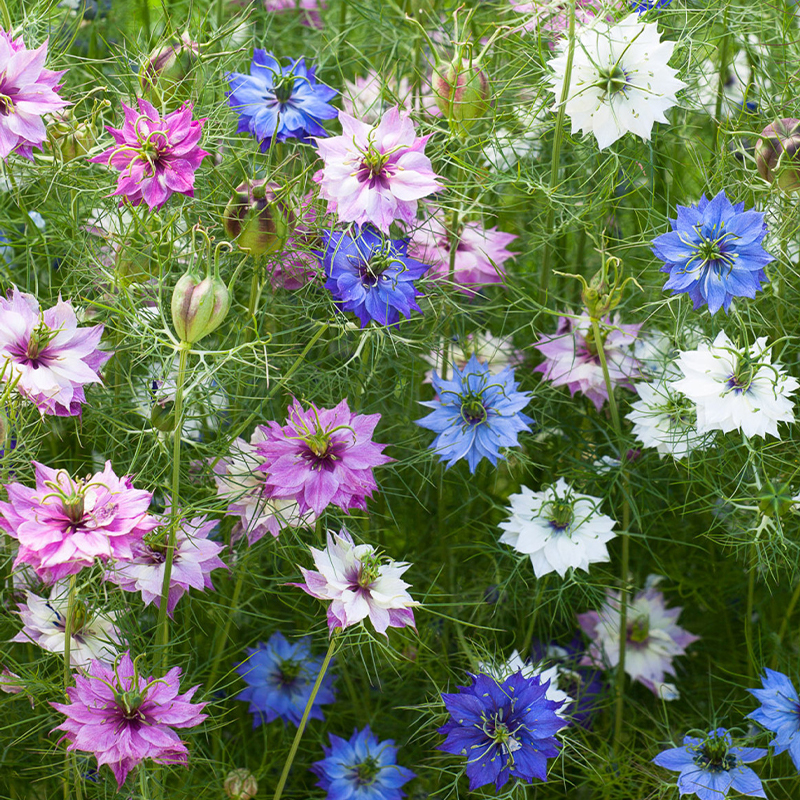 💥Frühlings-Bestseller🌈Jungfer im Grünen Samen🌿Schöne Blumen