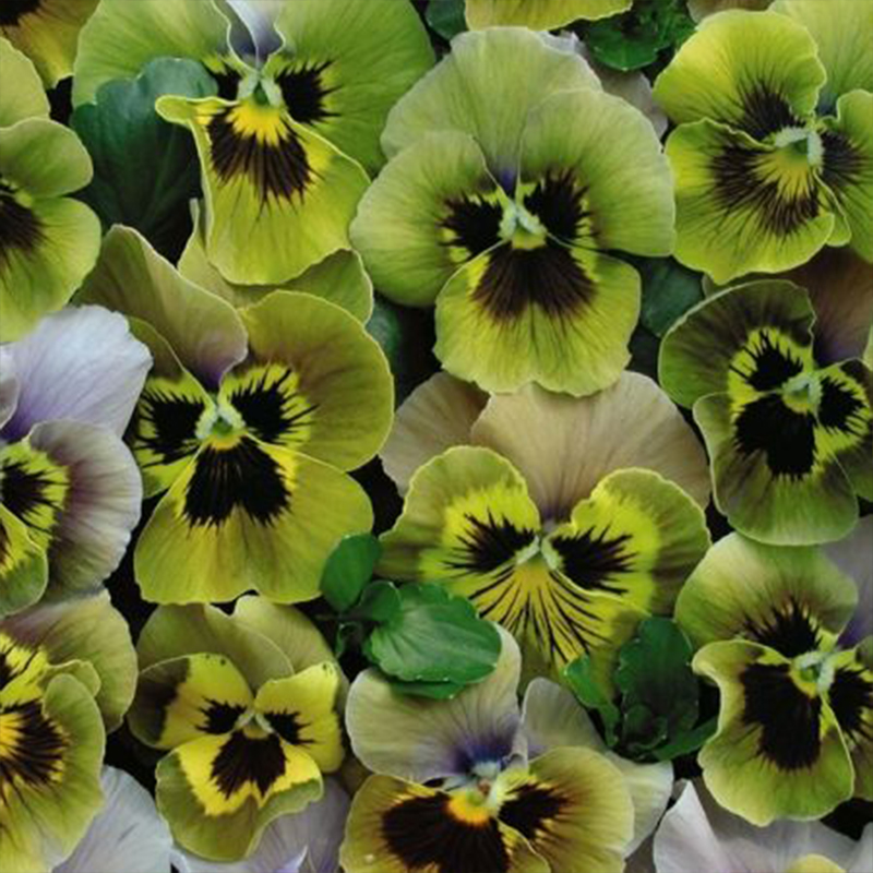 💥Exklusives Angebot🎉Stiefmütterchen Samen🌺Traumhafte Farben