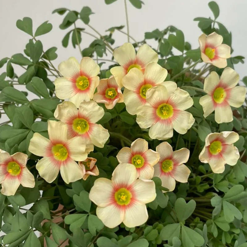 ✨Rabatt zum halben Preis🩷Oxalis-Samen🌈Regenbogenserie