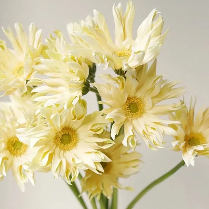 🔥Heiß verkaufte🌺gekräuselte Gerbera🌿kann das ganze Jahr über gepflanzt werden