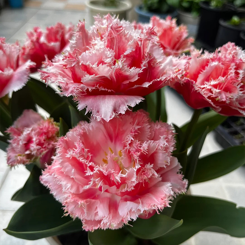 Die Gefüllte Tulpe Samen