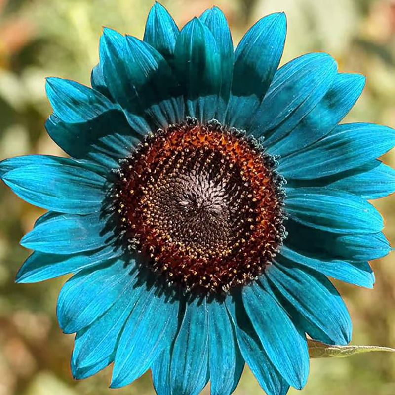 🔥Heißer Verkauf🚀Magische Sonnenblumenkerne🩷Super Rare
