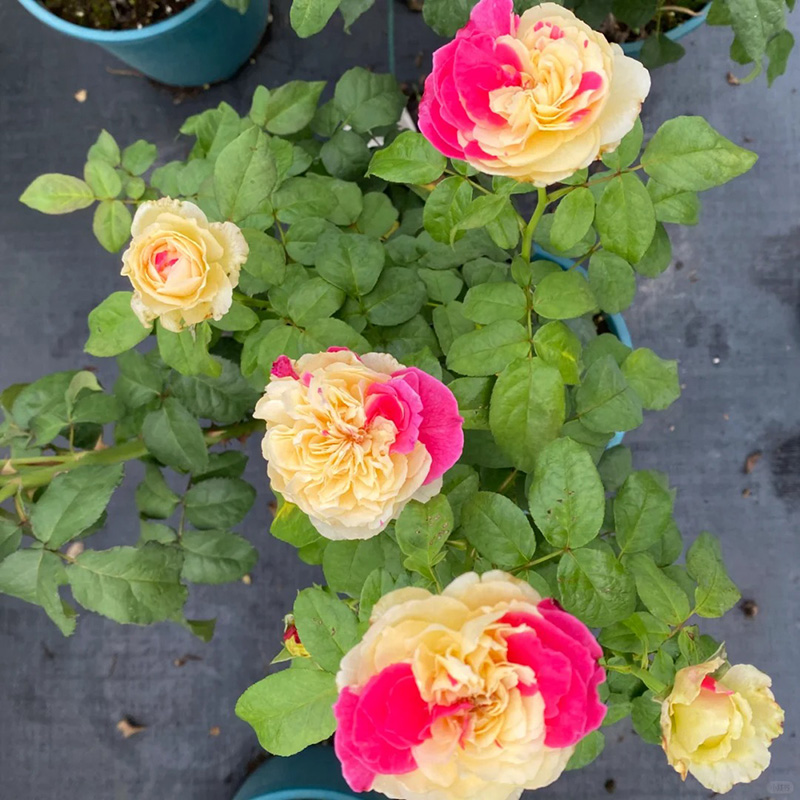 🔥Heißverkaufte🚀 romantische Rose🩷seltene Sorte
