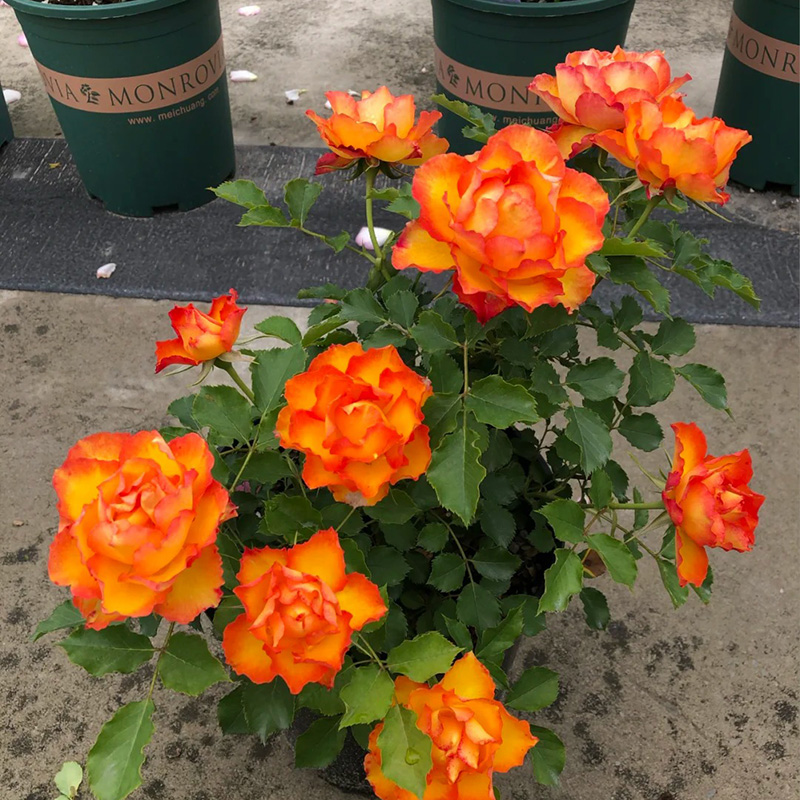 🔥Heißer Verkauf💖zweifarbige Rose🚀selten
