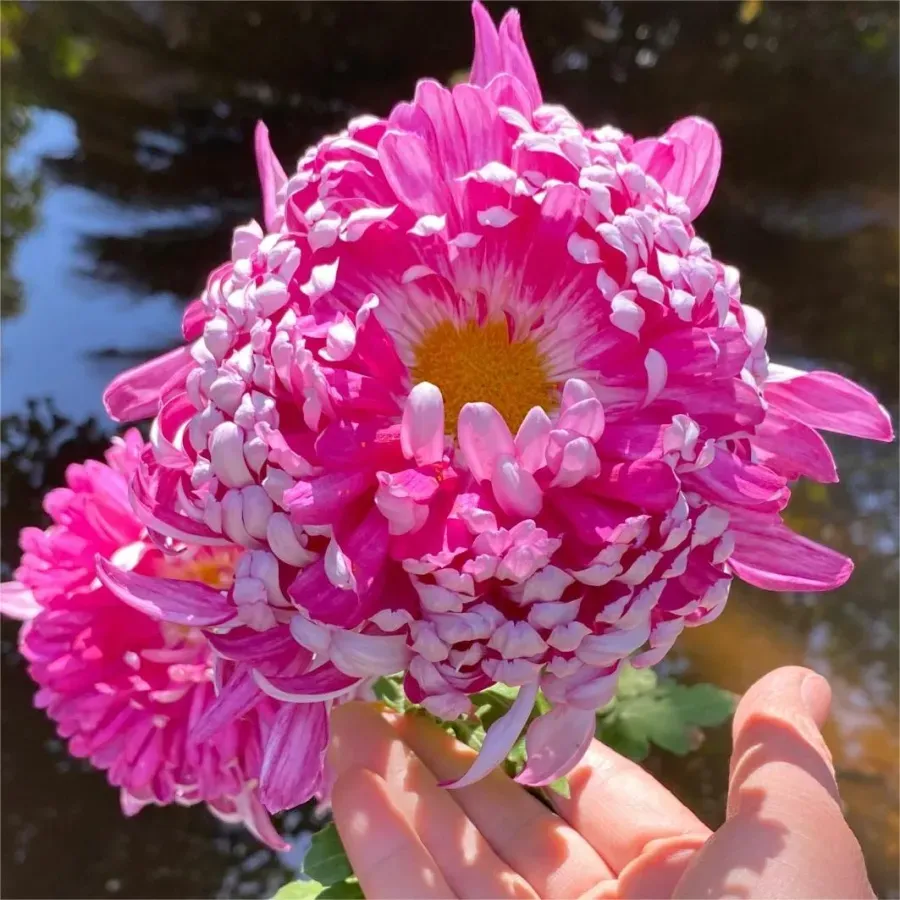 🌸 Große doppelblättrige Chrysanthemen - 50%+ Rabatt auf Premium-Samen 🎉💰
