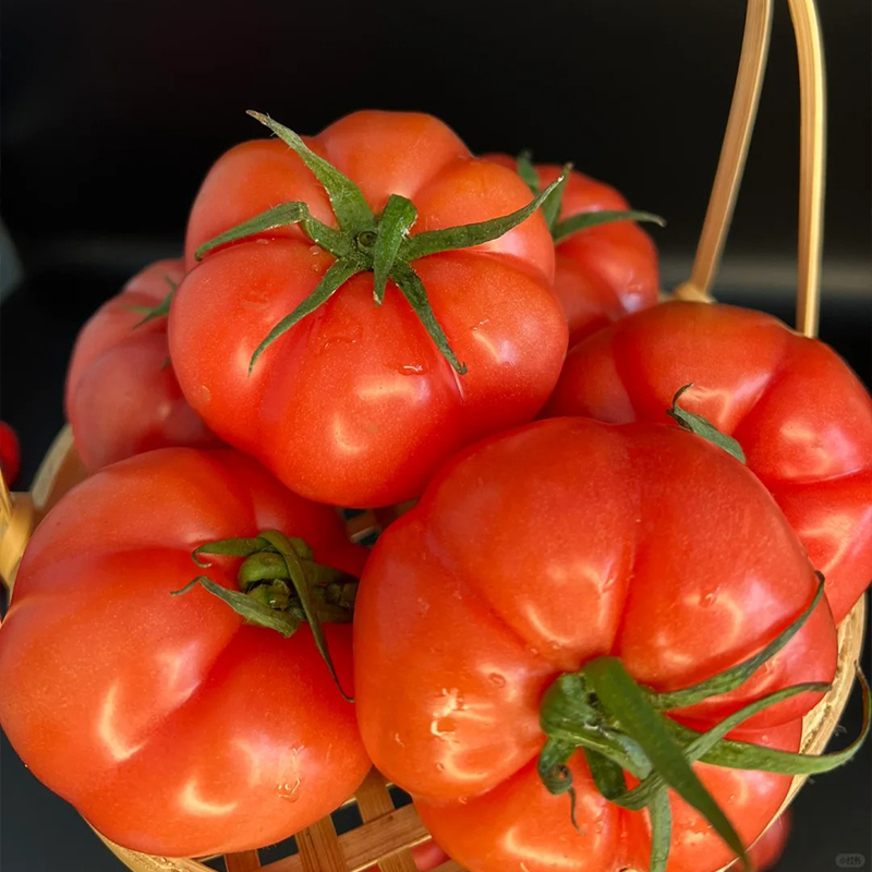 🍅Tomatenpflanzen
