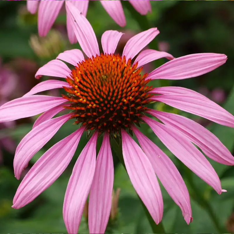 💖Halber Preis🌈süße Echinacea🦄einfach zu züchten