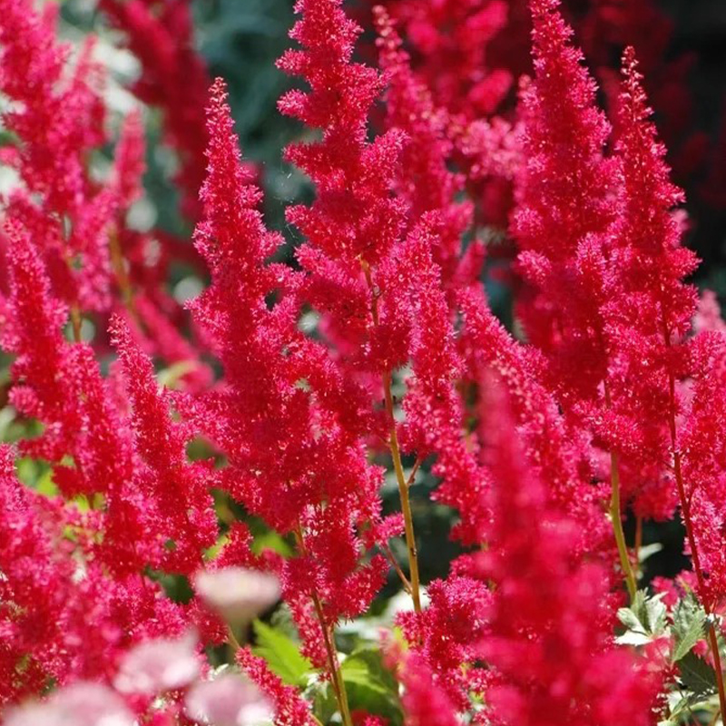Astilbe