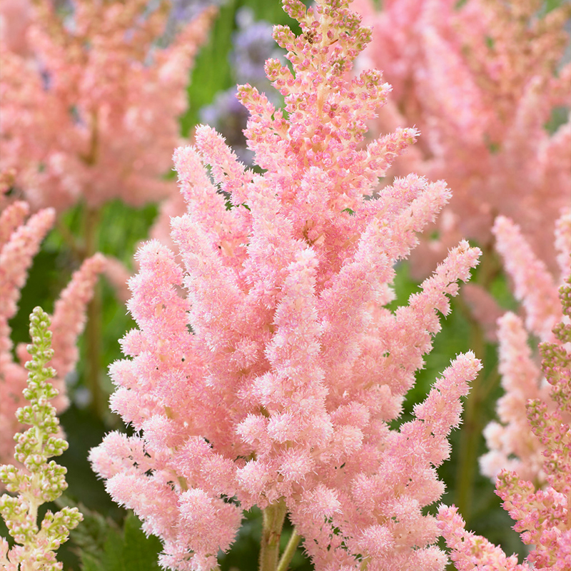 Astilbe
