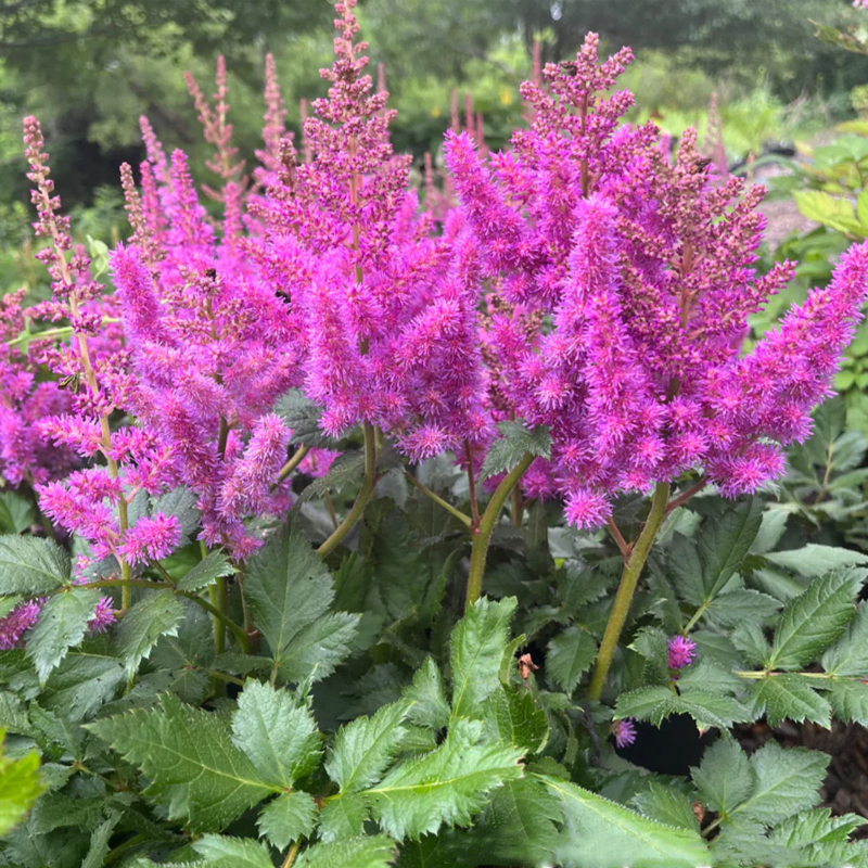 Astilbe