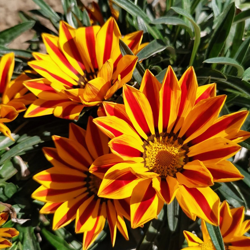 ❗Magische Pflanze💖Rote Sonnenblume✨Zeitlich begrenztes Angebot