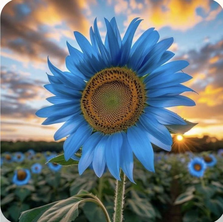 Bright Blue Sunflower Seeds