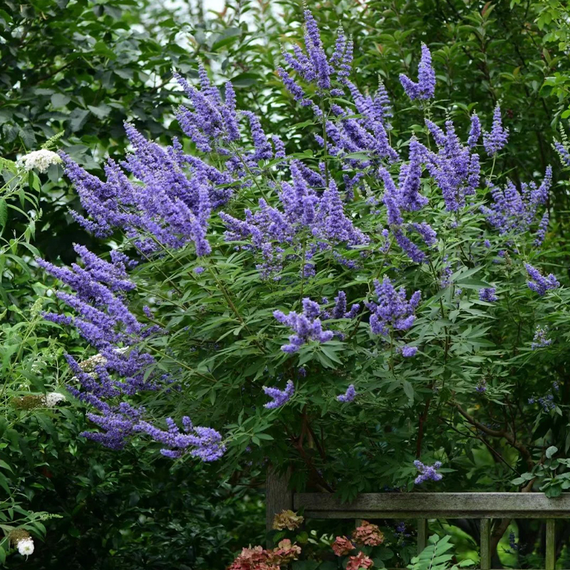 Sommerflieder