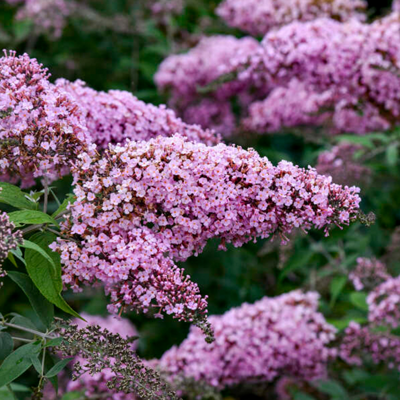 Sommerflieder