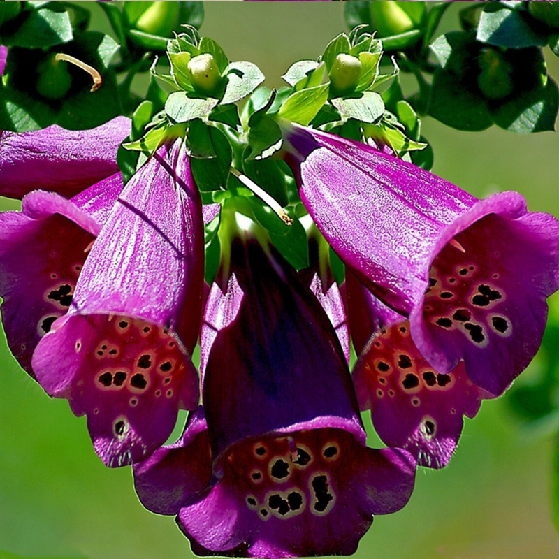 ✨Zeitlich begrenzter halber Preis🌺Fingerhut🌈Gartendekoration