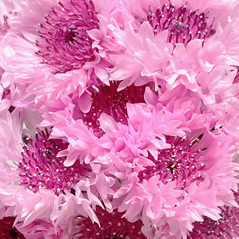 🔥Heißverkauft💖Junggesellen-Kornblume🌿Starkes Wachstum