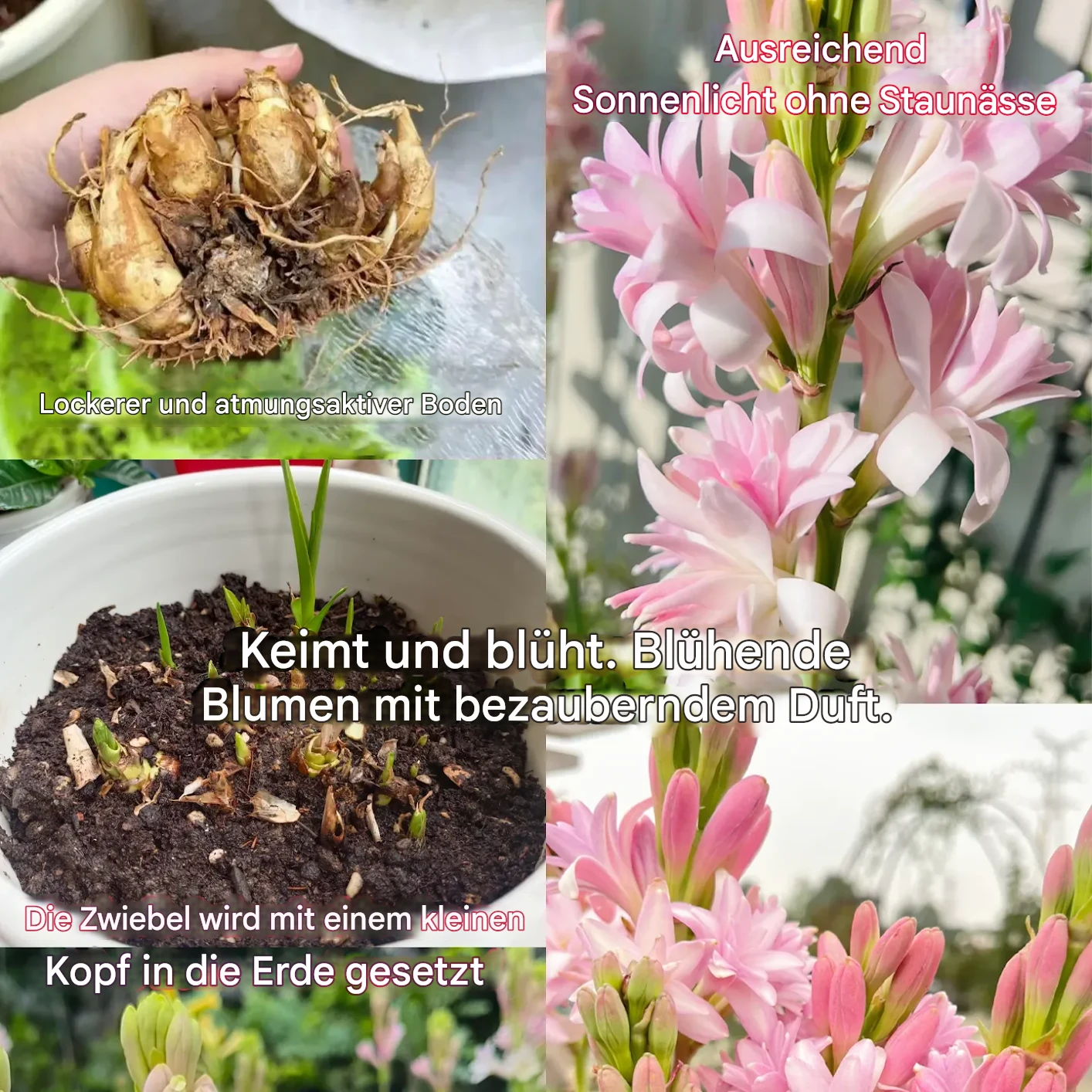 🔥【Zeitlich begrenzter Verkauf】Tuberose🌸-Zwiebeln! Genießen Sie 💥50 % Rabatt, kommen Sie vorbei und schnappen Sie sich!