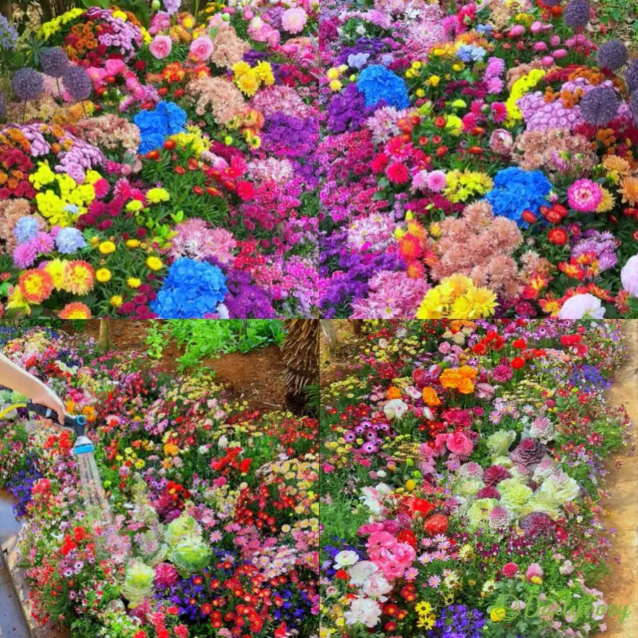 🔥53 % RABATT Gemischte mehrjährige Blumensamen – über 60 gemischte Sorten