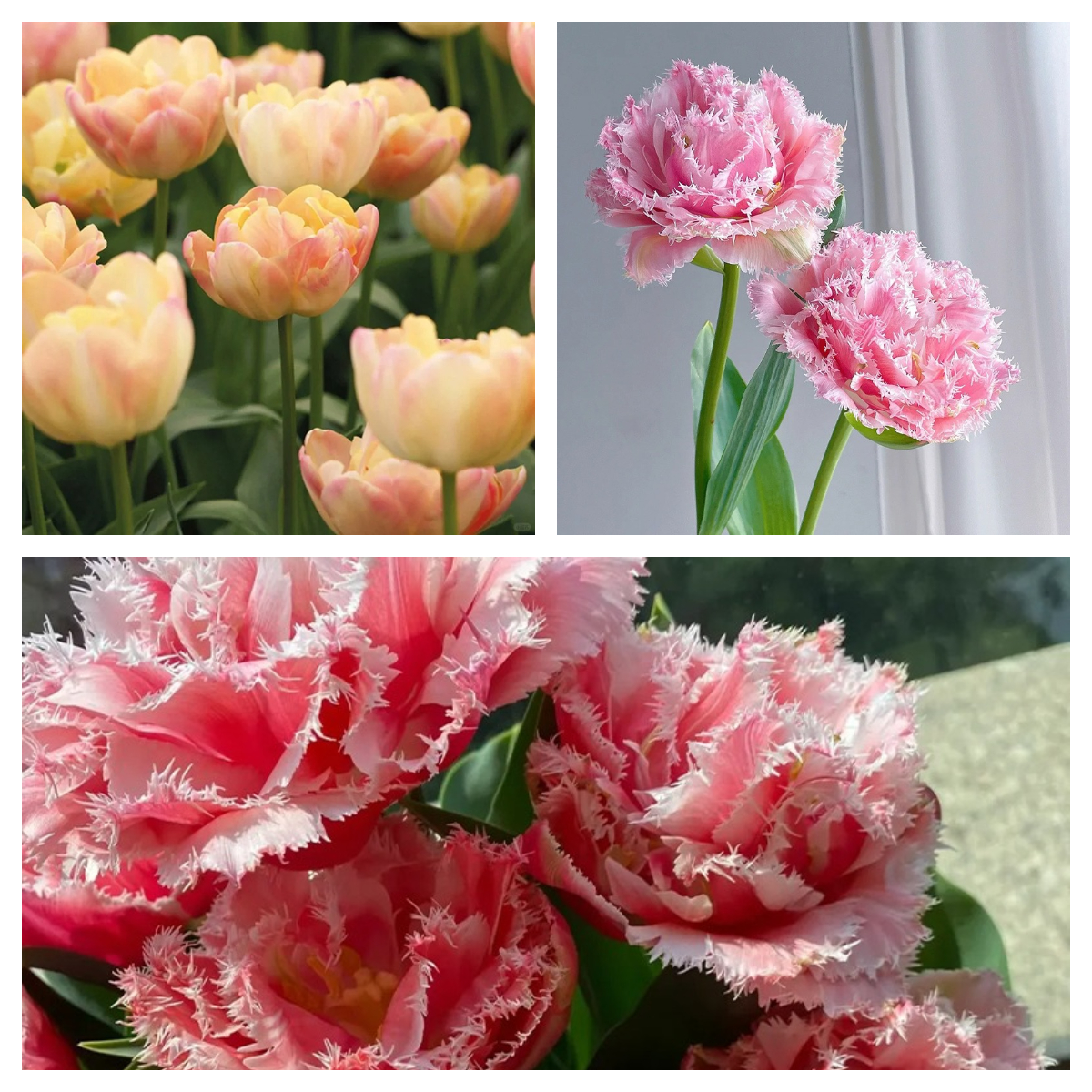 Die Gefüllte Tulpe Samen