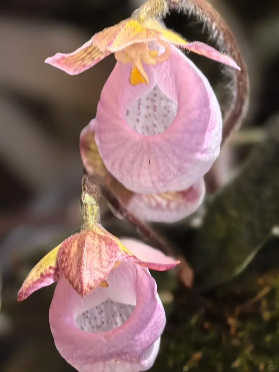 🌿 Bloom with Grace: Slipper Orchids – Nature’s Most Elegant Surprise 💕