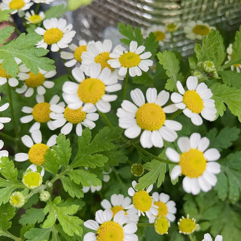 🚀2024 heißer Verkauf🌼weiße schöne Chrysantheme💖einfach zu pflanzen