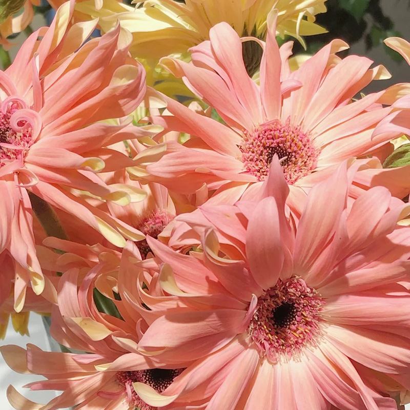🔥Heiß verkaufte🌺gekräuselte Gerbera🌿kann das ganze Jahr über gepflanzt werden