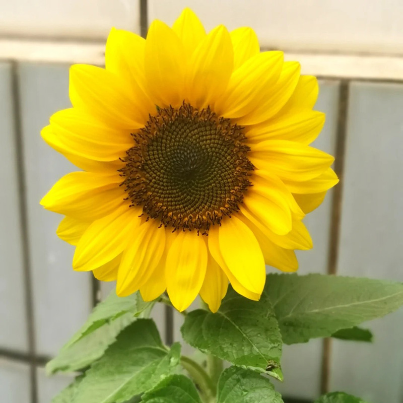 🔥Heißer Verkauf🚀Magische Sonnenblume🩷Super Rare