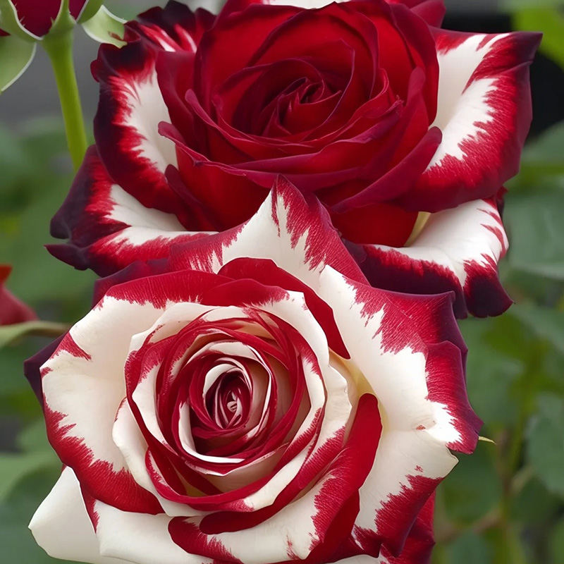 💖Ausgewählte🌹Zwillingsrosen🚀Super Rare