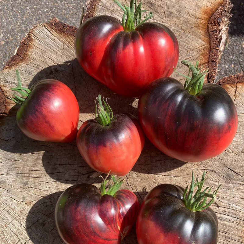 🍅Tomatenpflanzen