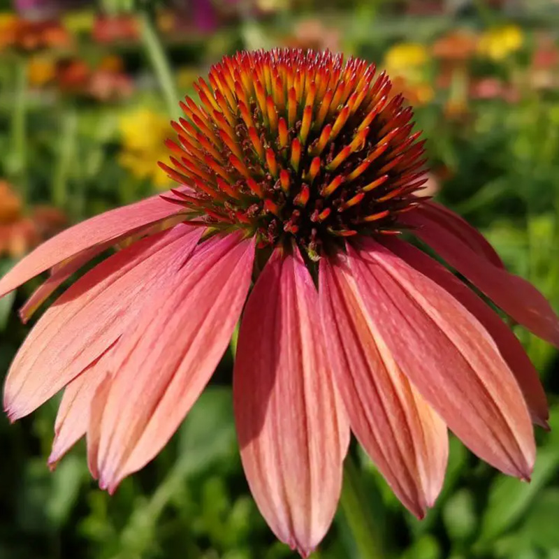 💖Halber Preis🌈süße Echinacea🦄einfach zu züchten