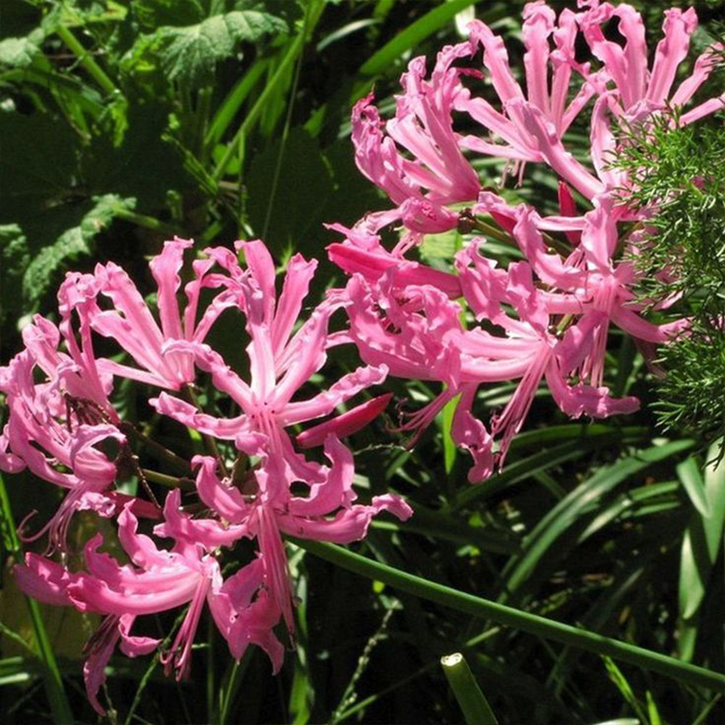 Agapanthus