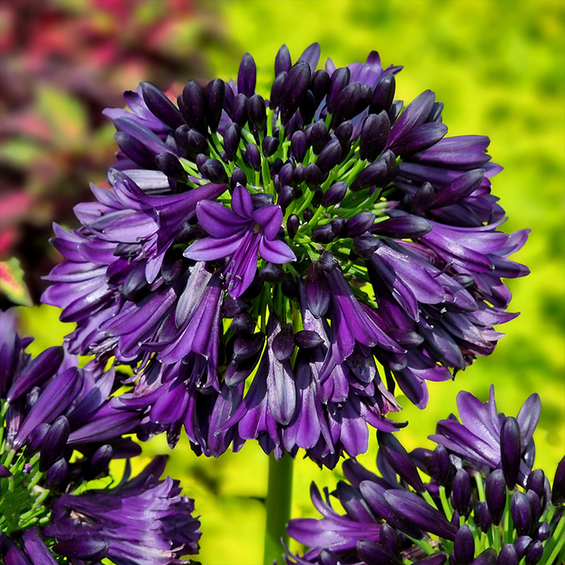 Agapanthus