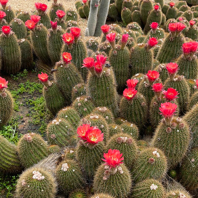 🦄Magische Pflanze🌵Blühender Kaktus💖heißer Verkäufer