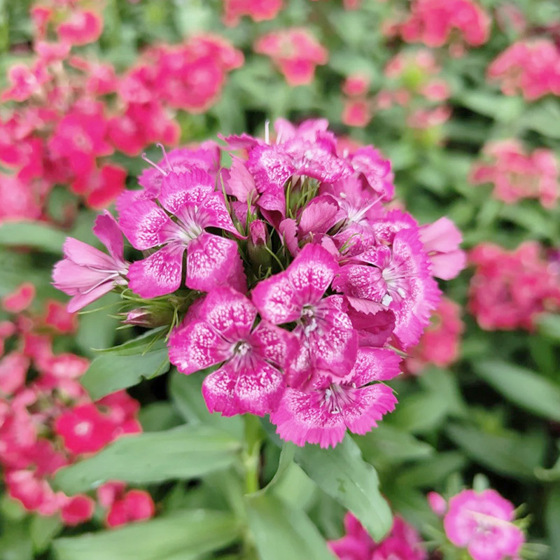 💖Rabatt zum halben Preis✨Nelke Dianthus🌈Regenbogenserie