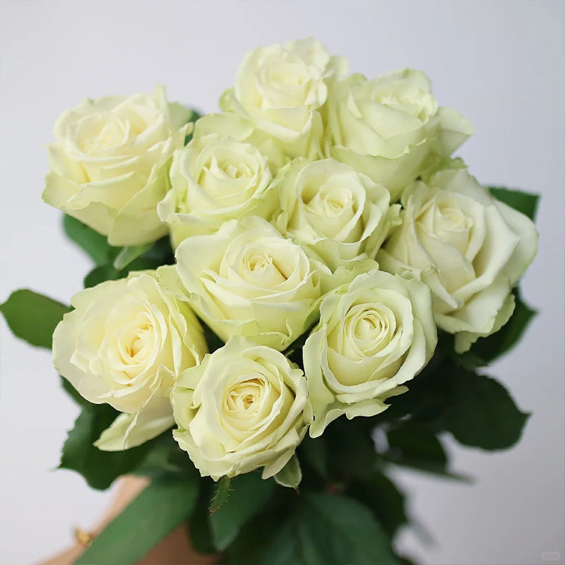 🔥58% Rabatt🌹Rosen Samen🌈Farbenfrohe Blumen