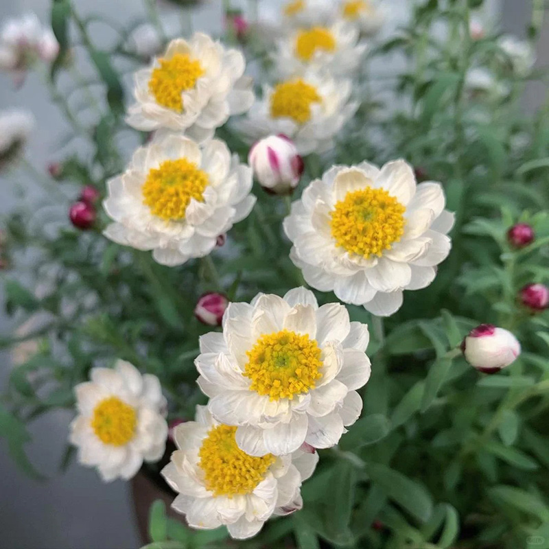 🚀2024 heißer Verkauf🌼weiße schöne Chrysantheme💖einfach zu pflanzen