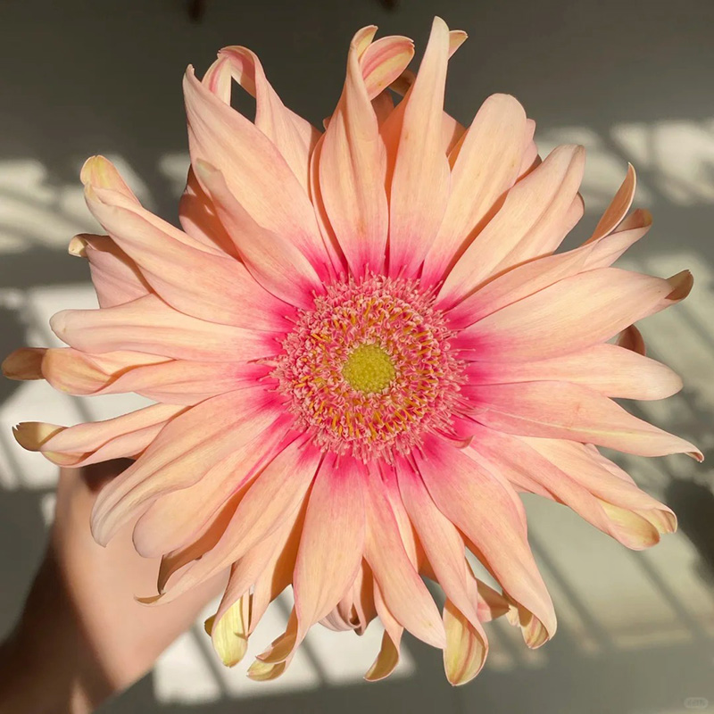 🔥Heiß verkaufte🌺gekräuselte Gerbera🌿kann das ganze Jahr über gepflanzt werden