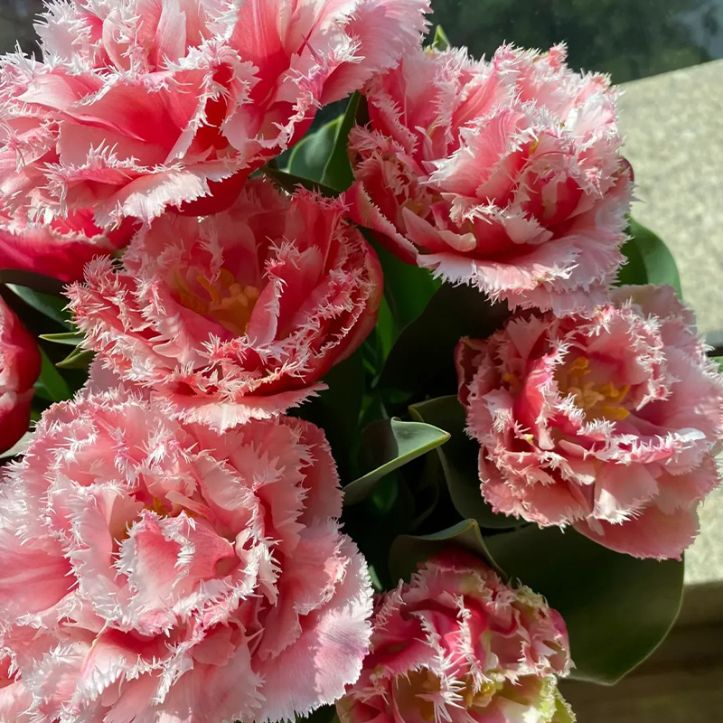 Die Gefüllte Tulpe Samen